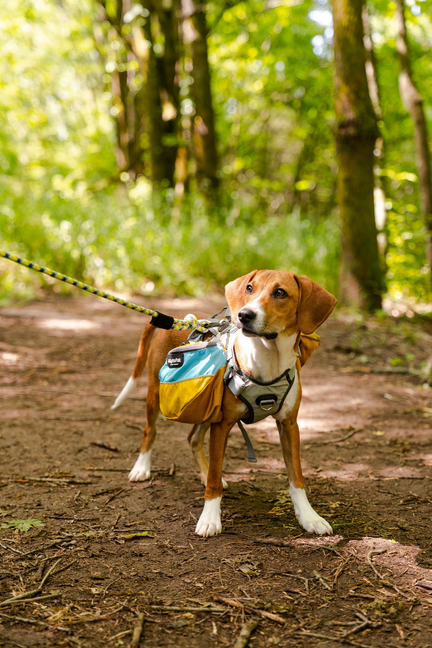 Adventurer Dog Pk (1-piece), Small