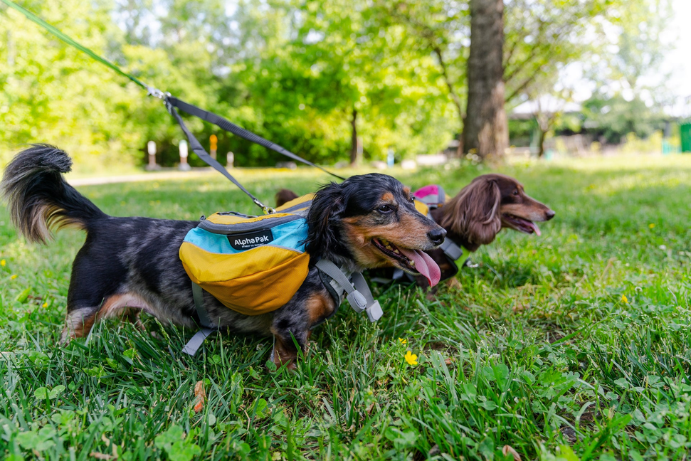 Adventurer EZ Latch Dog Pk (2-piece), Extra Large