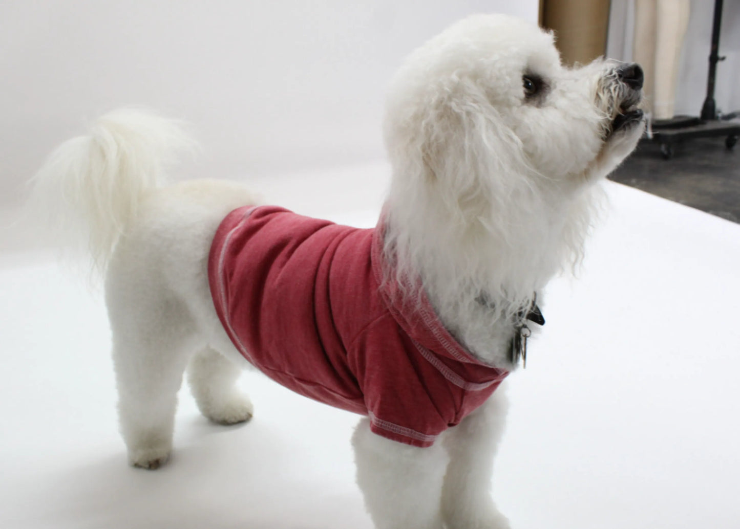 Doggy Tee, Medium, Plum